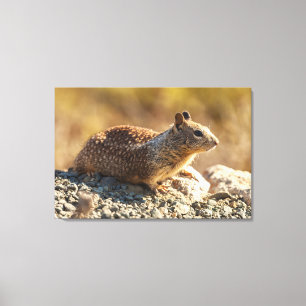 Eichhörnchen Leinwanddruck