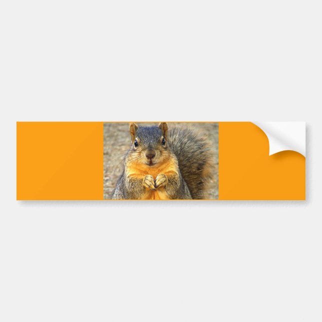 Eichhörnchen-Liebe_ Autoaufkleber (Vorne)