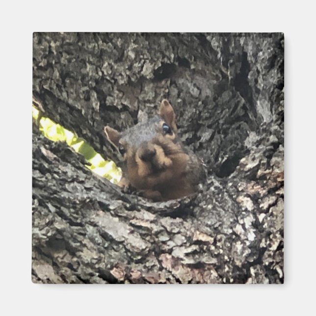 Eichhörnchen Magnet (Vorne)
