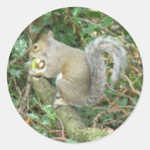 Eichhörnchen mit Acorn-Aufkleber Runder Aufkleber