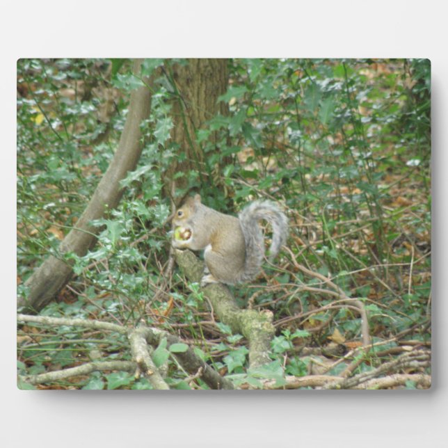 Eichhörnchen mit Acorn Plaque Fotoplatte (Vorderseite)