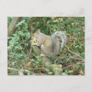 Eichhörnchen mit Acorn Postkarte