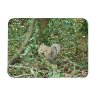 Eichhörnchen mit Acorn Premium Magnet