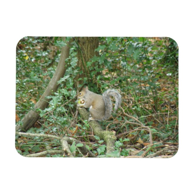 Eichhörnchen mit Acorn Premium Magnet (Horizontal)