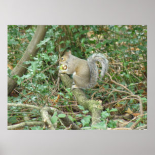 Eichhörnchen mit Acorn Print Poster