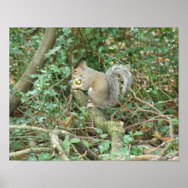 Eichhörnchen mit Acorn Print Poster (Vorne)