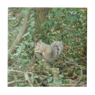 Eichhörnchen mit Acornkeil Fliese