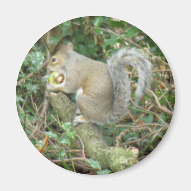 Eichhörnchen mit Acornmagnet Magnet (Vorne)