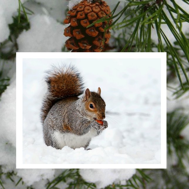 Eichhörnchen mit Berry Postcard im Schnee Postkarte (Von Creator hochgeladen)