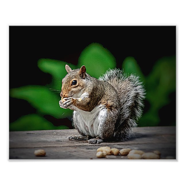 Eichhörnchen mit Erdnüssen Fotodruck (Vorne)