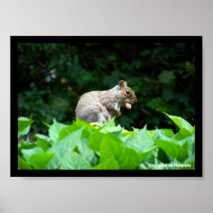 Eichhörnchen mit Nuss Poster