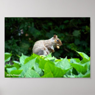 Eichhörnchen mit Nuss Poster