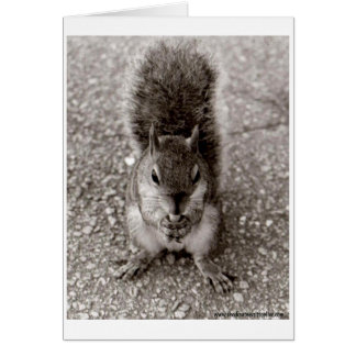 Eichhörnchen mit Nut