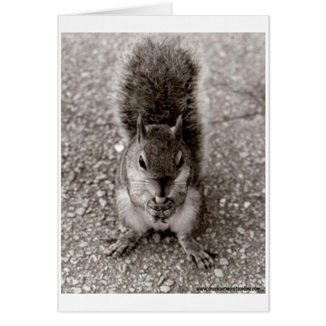 Eichhörnchen mit Nut (Vorne)