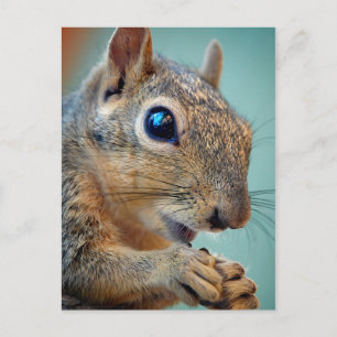 Eichhörnchen mit Nut 2 Nah Postkarte