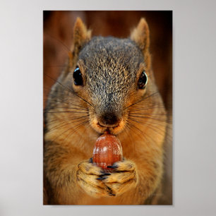 Eichhörnchen mit Nut 2 Poster