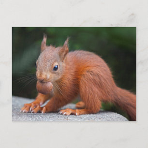 Eichhörnchen mit Nut Postcard Postkarte