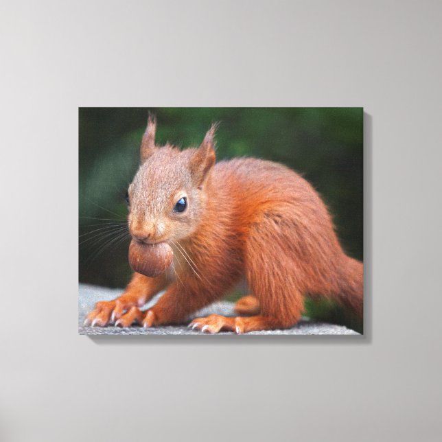 Eichhörnchen mit Nut Wrapped Canvas Print Leinwanddruck (Vorderseite)