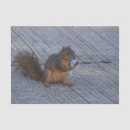 Eichhörnchen mit Pop Seidenpapier