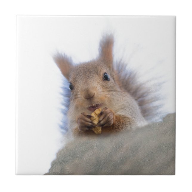 Eichhörnchen mit Walnuss Fliese (Vorderseite)