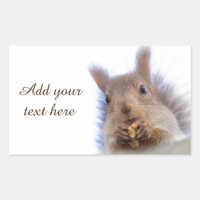 Eichhörnchen mit Walnuss Rechteckiger Aufkleber (Vorderseite)