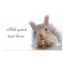 Eichhörnchen mit Walnuss