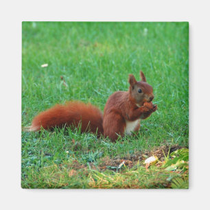 Eichhörnchen mit Walnussmagneten Magnet