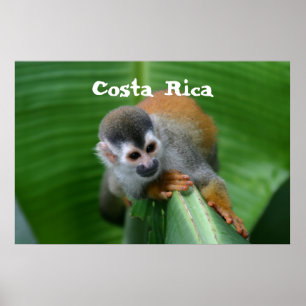 Eichhörnchen Monkey Costa Rica Poster