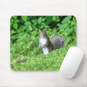 Eichhörnchen Mousepad
