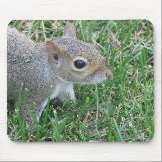 Eichhörnchen Mousepad, "Clicker " kennzeichnend Mousepad