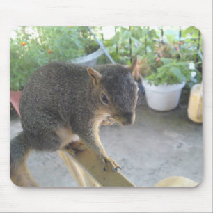 Eichhörnchen Nah hoch Mousepad