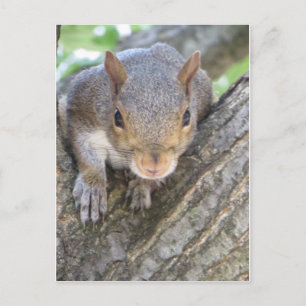 Eichhörnchen Nah Postkarte