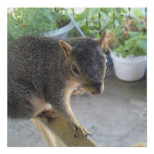 Eichhörnchen Nah UP Perfektes Poster