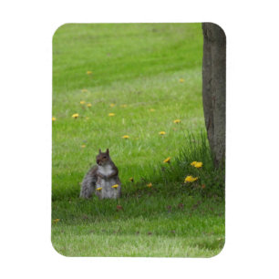 Eichhörnchen, niedlich aussehend magnet