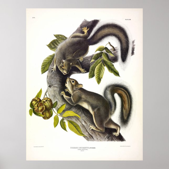 Eichhörnchen oder Western-Grauhörnchen von Audubon Poster (Vorne)