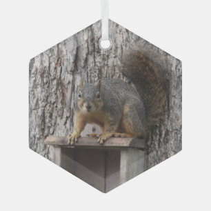 Eichhörnchen Ornament Aus Glas
