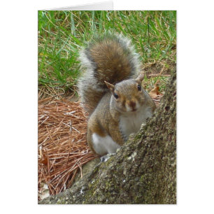 Eichhörnchen "Peekaboo "