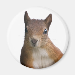 Eichhörnchen Portrait Magnet