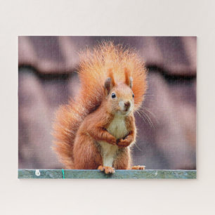 Eichhörnchen-Porträt, Puzzle