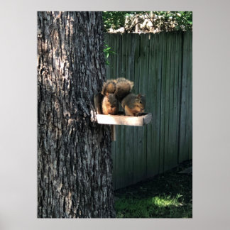 Eichhörnchen Poster