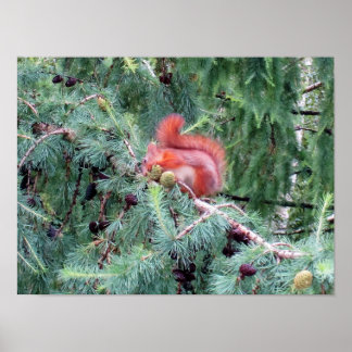Eichhörnchen  poster