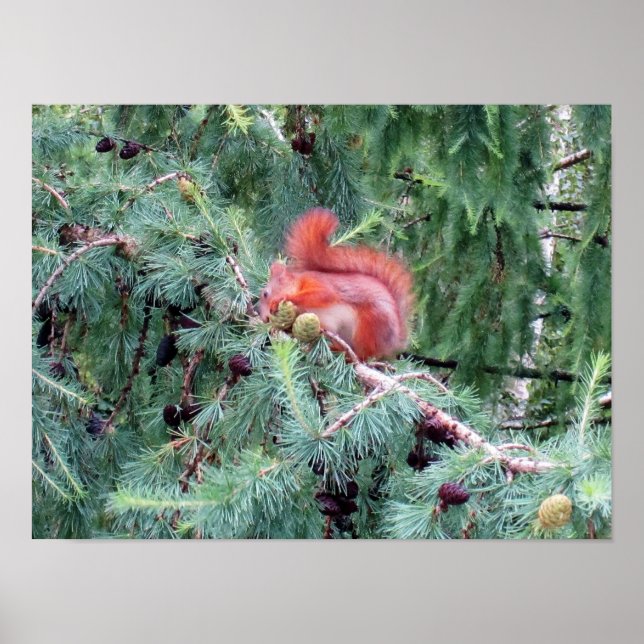 Eichhörnchen  poster (Vorne)