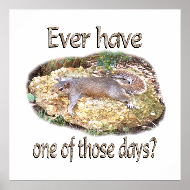 Eichhörnchen Poster (Vorne)