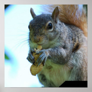 Eichhörnchen Poster Print