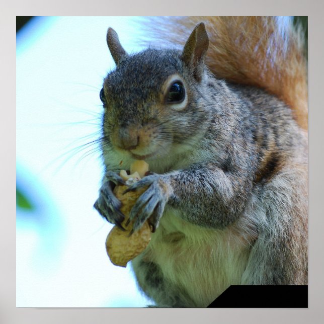 Eichhörnchen Poster Print (Vorne)