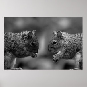 Eichhörnchen Poster/Print Poster
