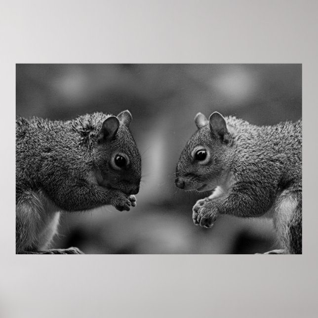 Eichhörnchen Poster/Print Poster (Vorne)