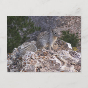 Eichhörnchen Postkarte