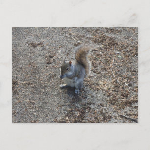 Eichhörnchen Postkarte