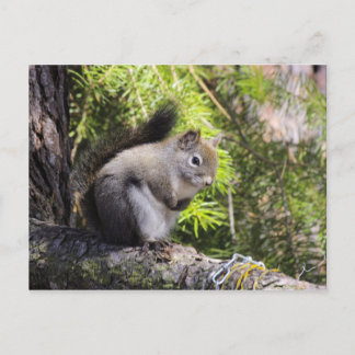 Eichhörnchen Postkarte